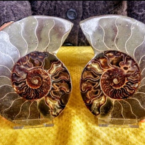 Ammonite fossil like new, 16x16x4 cm, polished