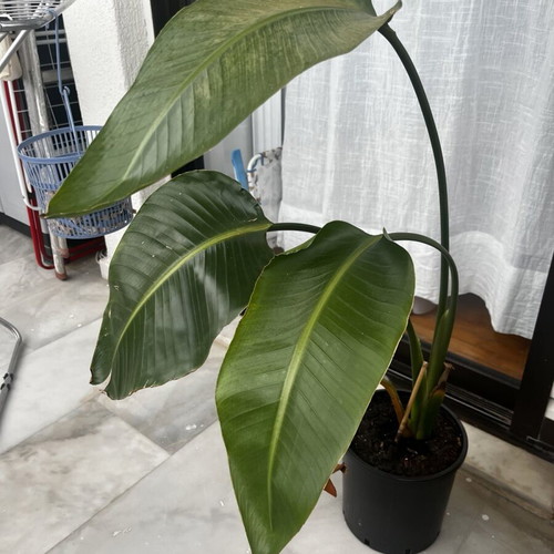 Indoor plant in excellent condition