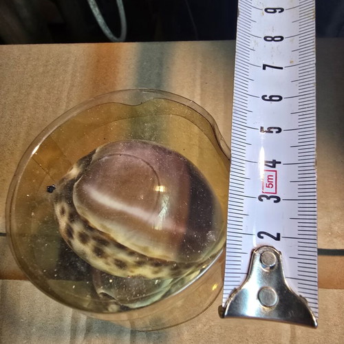 Set of 2 Purple Top Tiger Cowrie decorative shells