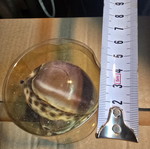 Set of 2 Purple Top Tiger Cowrie decorative shells