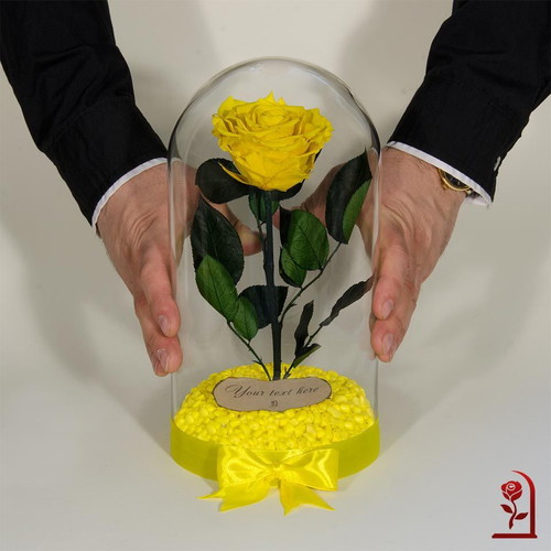 Yellow natural preserved rose in large glass dome made to order