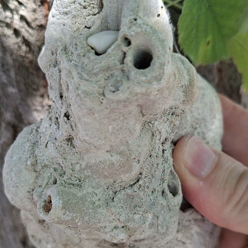 Travertine plant fossil from Evros source