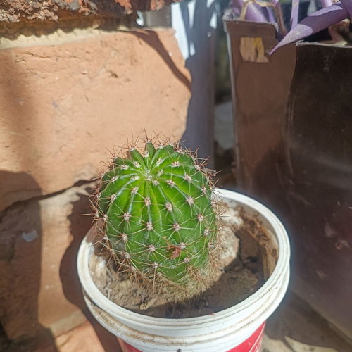 Echinopsis pink flowering cactus custom made
