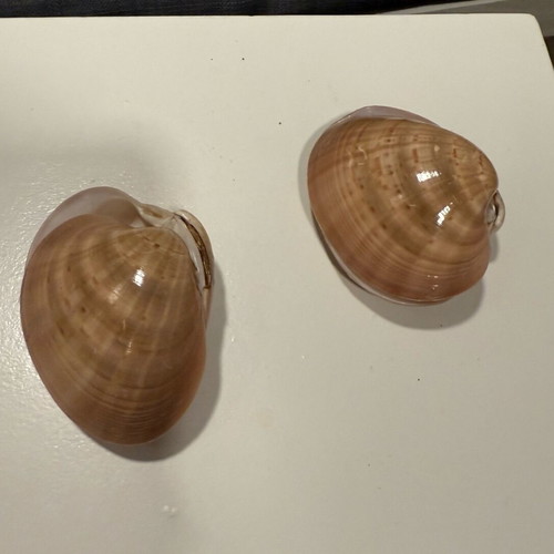Seashells like new for decoration