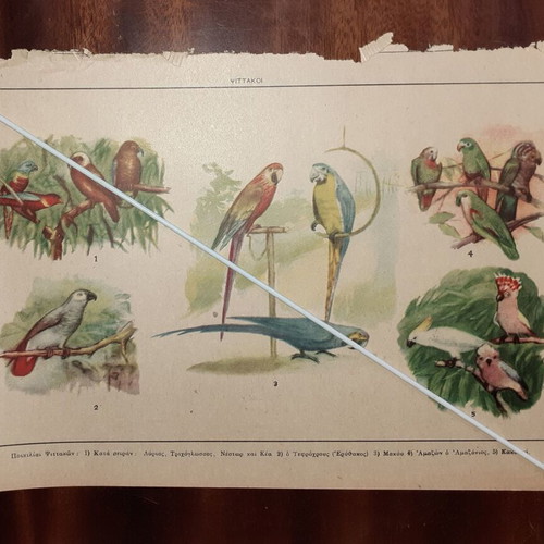 Vintage illustrated sheets pack of 3 birds 1950