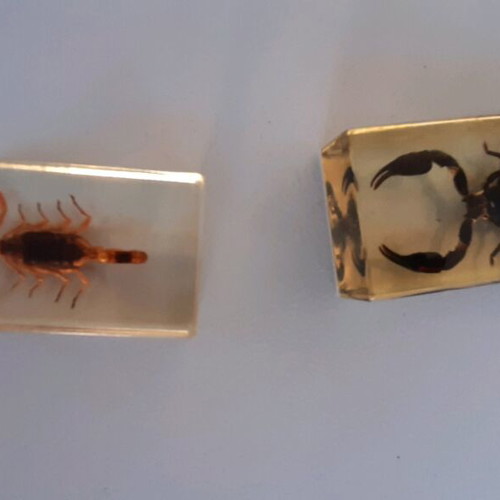 Insect collection like new in plexiglass