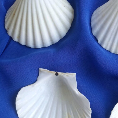 Natural Saint Jaques shells like new, pack of 12