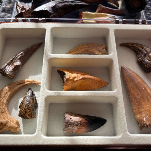 Dinosaur Fossil Replicas Collection like new, 20pcs with display