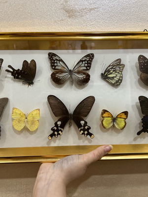 Frame with exotic butterflies from Asia like new