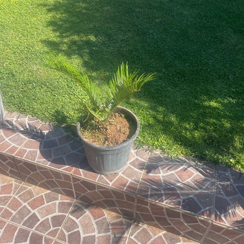 Cycas in pot