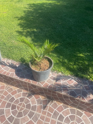 Cycas in pot