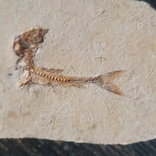 Fish fossils used, set of 2 pieces