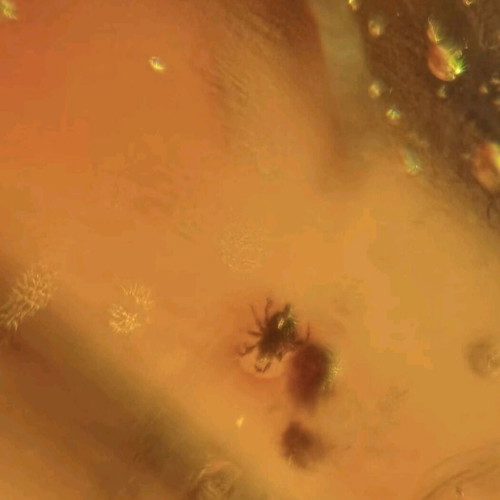 Amber pieces new, pack of 10 with fossilized insects and leaves