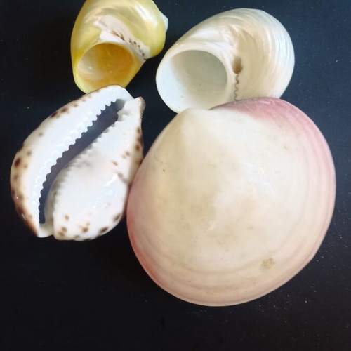 Collectible Natural Exotic Seashells Set of 4 like new