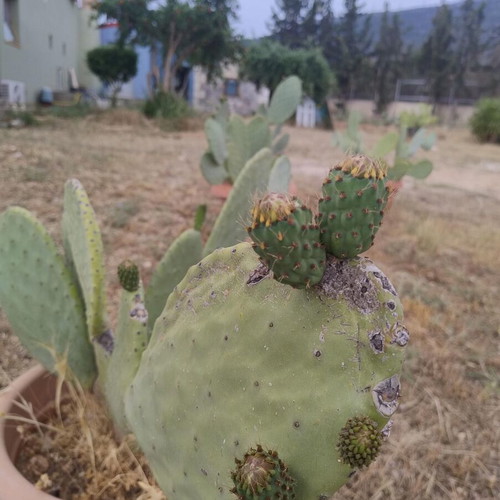 Prickly Pear Cactus in Pot, Like New, Medium Size 0.8m-1m Height
