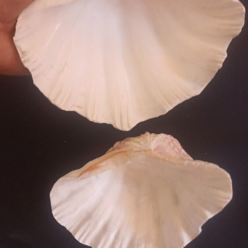 Set of 2 Decorative Natural Seashells Hippopus hippopus like new