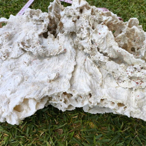 Old Marine Decorative Coral like new, 45 cm length