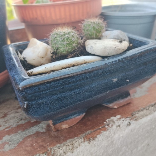 Echinopsis cacti set of 2 in handmade ceramic pot, new