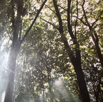 IKEA Wall Panel - Decorative Wall | BJÖRKSTA | 140 x 200 cm | “Morning in the Forest”