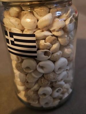 Moon shells in jar like new