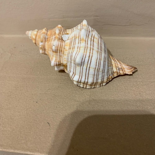Natural shell new, large for decoration