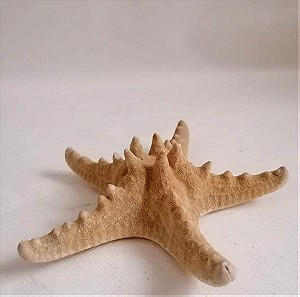 ΚΟΧΥΛΙΑ Big Natural Thorny Starfish, Sea Ocean Water Marine Ornamental Bathroom Shell