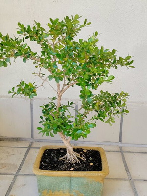 Bonsai Buxus with Retro Clay Pot, New