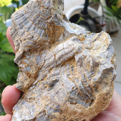 Multiblock Rudists Radiolites Fossil from Thebes Cretaceous