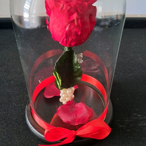 Forever rose red with glass dome new