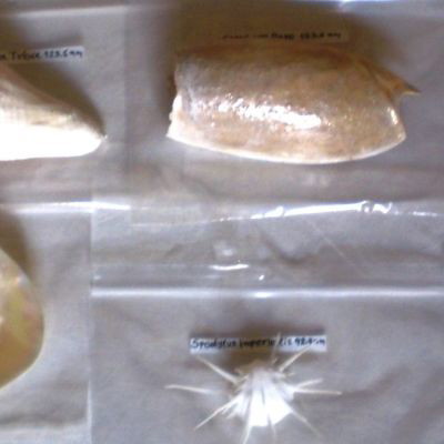 Natural sea shells used, collection of 137 pieces, selected