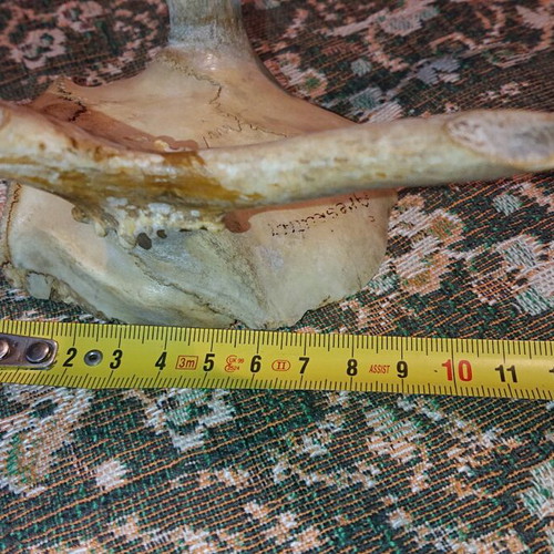Northern Deer Trophy like new