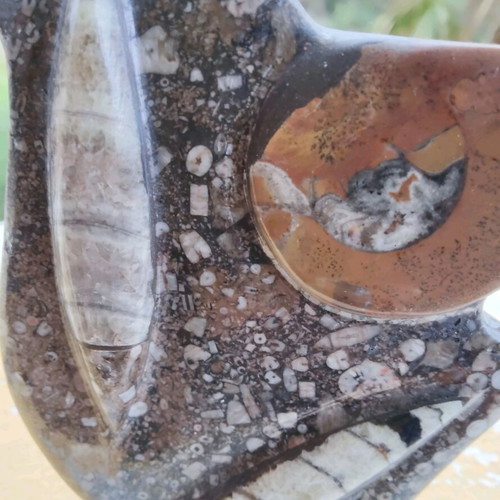 Stone sculpture with orthoceras and ammonite new
