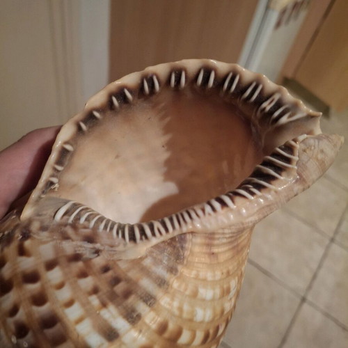 Rare sea shells like new, Bourou, Tona, Charonia
