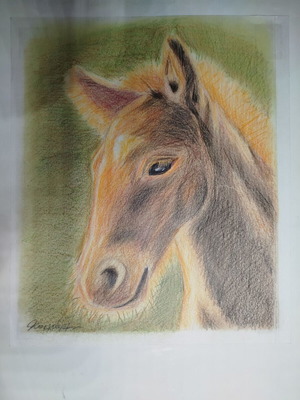 Foal painting with watercolor pencils on paper new 25x25 cm
