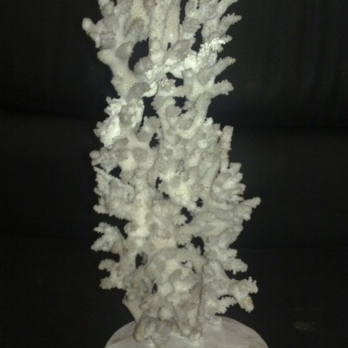White coral with plaster base like new, 25 cm height