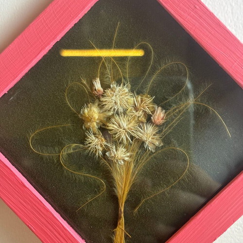 Herbarium used, framed picture with glass