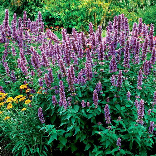 Agastache perennial aromatic plant seeds, pack of 30