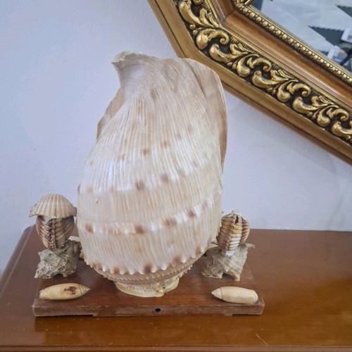 Decorative seashell composition used, wooden base
