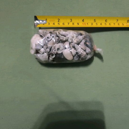 Small decorative sea shells and small stones new