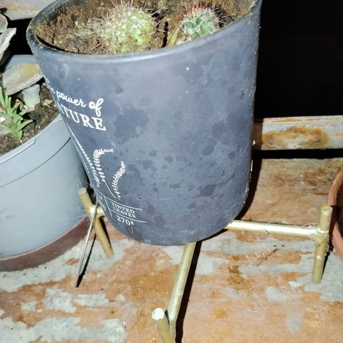 Echinopsis small spherical cactus set of two with dense spines in decorative pot