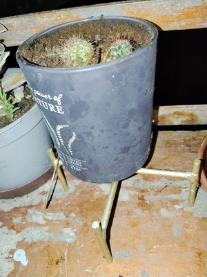 Echinopsis small spherical cactus set of two with dense spines in decorative pot