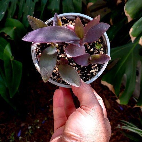 Tradescantia Pallida Purple Heart Plant