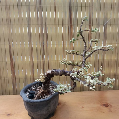 Portulacaria afra Variegated Bonsai new, 30 cm