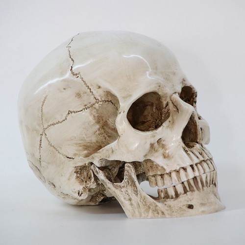 Skull handmade, accurate medical replica, new
