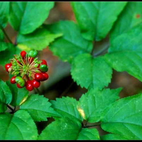 Panax Ginseng seeds, pack of 10, fresh for planting
