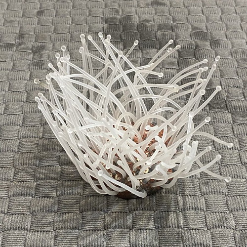 Silicone Anemone Aquarium Decoration new, realistic movement