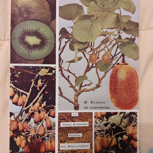Kiwi fruit second edition in excellent condition