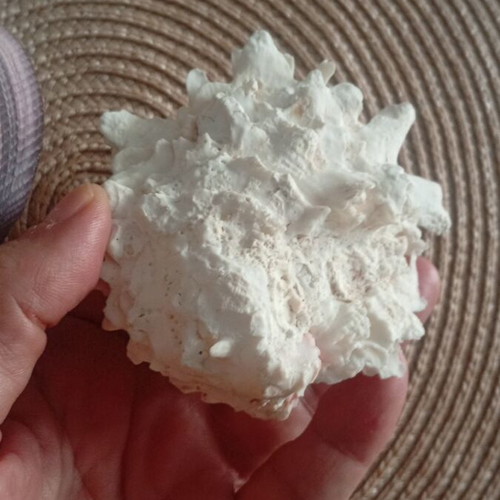 Spondylus and Antigona closed bivalve shells set, like new