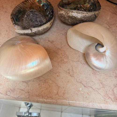 Large Abalone and Nautilus Shells for Decoration, new