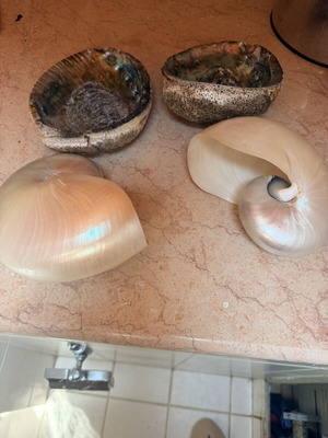Μεγάλα κοχύλια Abalone και Ναυτίλος για διακόσμηση, καινούργια